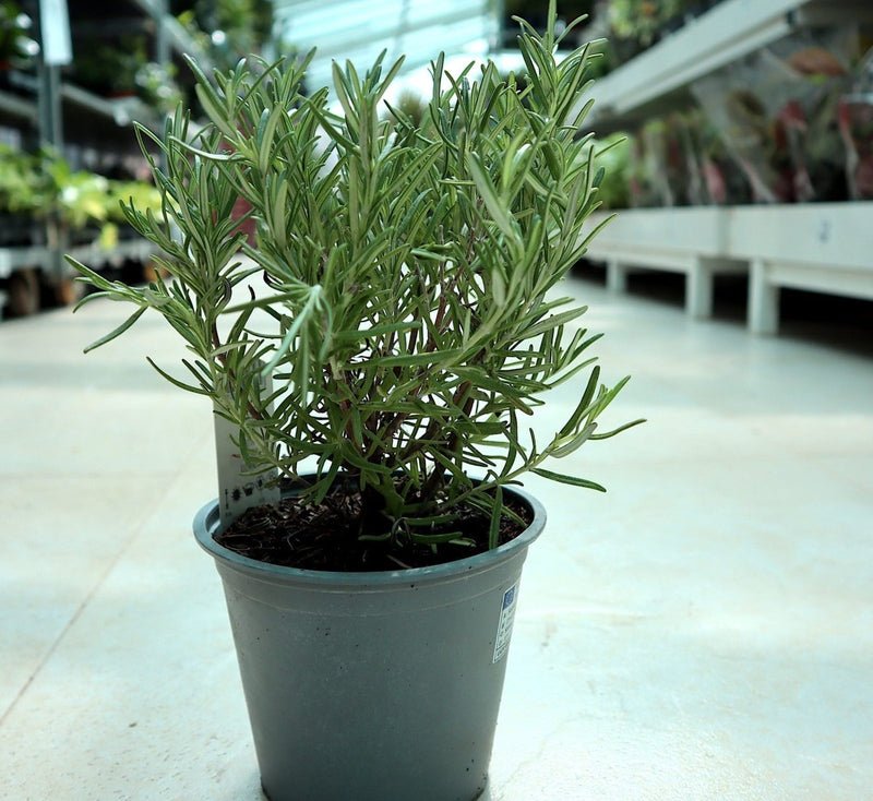 Rosemary Herb Indoor "Rosmarinus Officialis" - Image 3