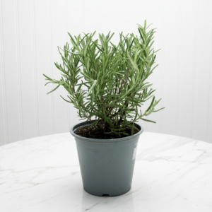 Rosemary Herb Indoor "Rosmarinus Officialis"