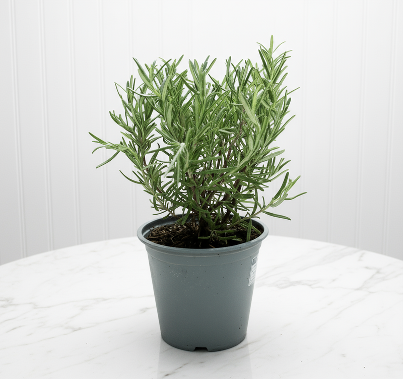 Rosemary Herb Indoor "Rosmarinus Officialis"