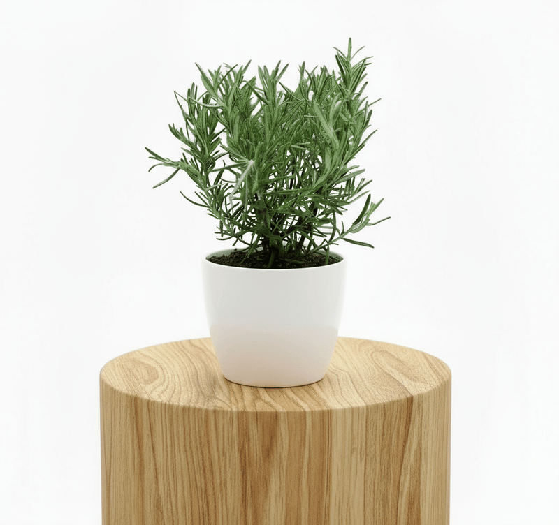 Rosemary Herb Indoor "Rosmarinus Officialis" - Image 5