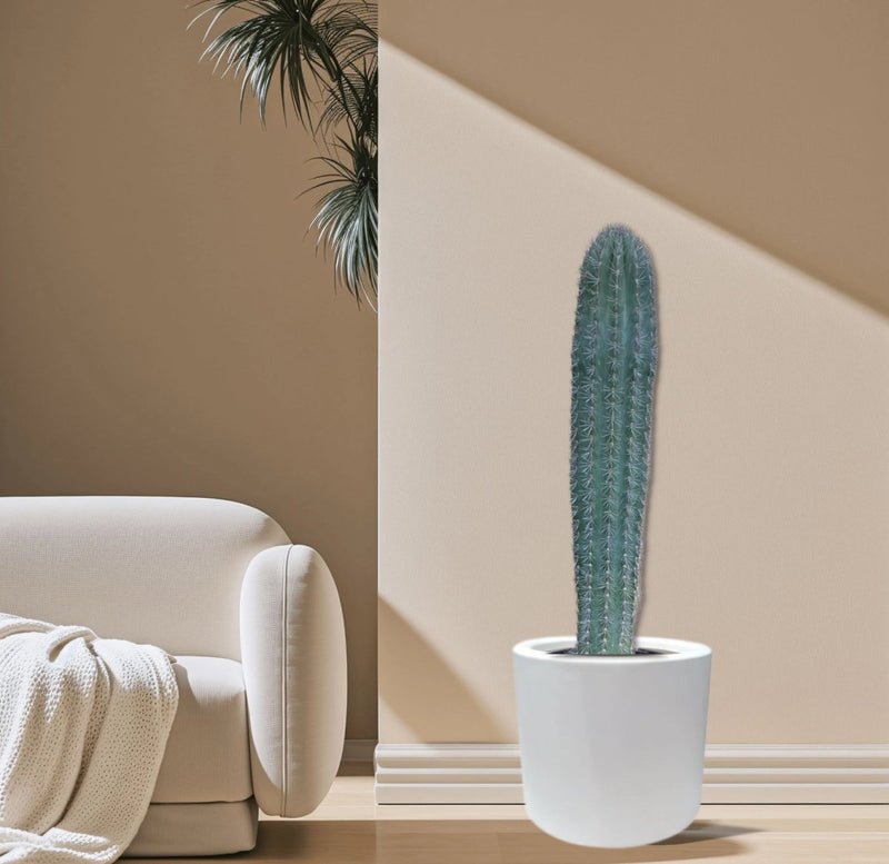 Saguaro cactus - Image 3