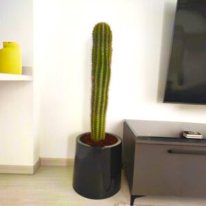 Saguaro cactus