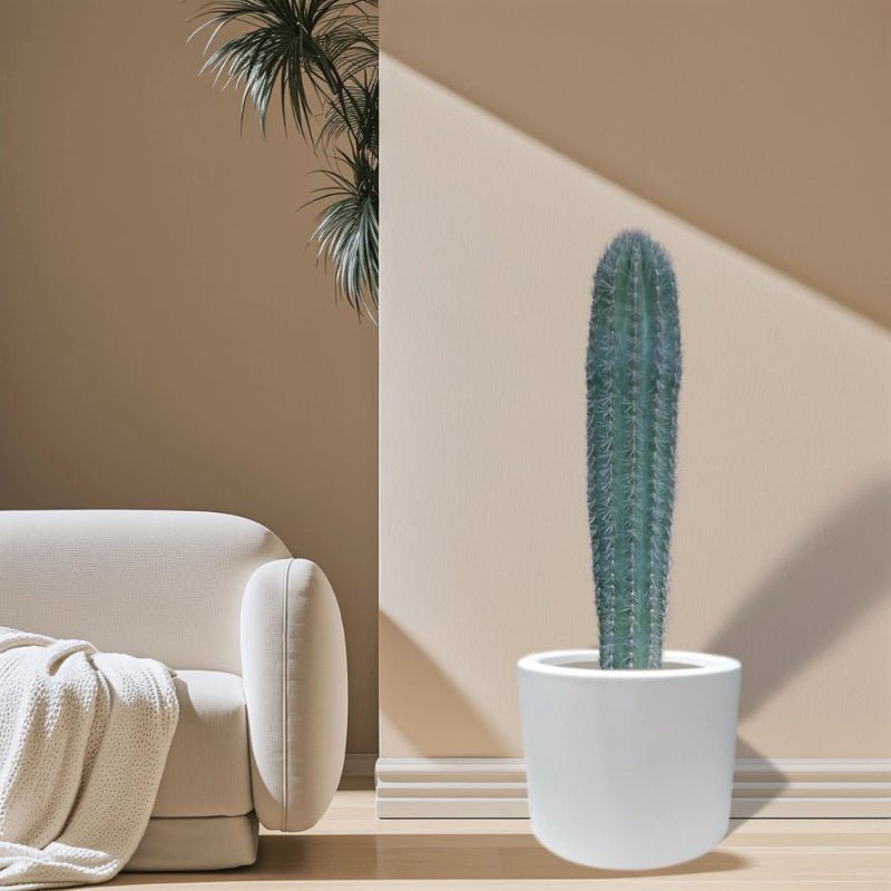 Saguaro cactus - Image 7