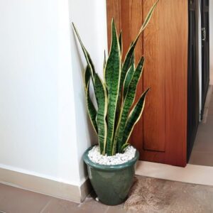 Sansevieria Trifasciata 'Laurentii' or Snake Plant in Rolled Rim Pot 37x30cm