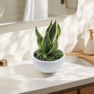 Sansevieria Trifasciata Or Snake Plant in ceramic Bowl