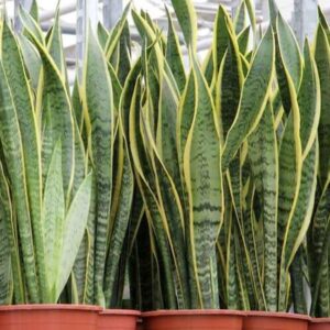 Snake Plant Deluxe: Sansevieria Trifasciata | Air Purifying indoor Plant
