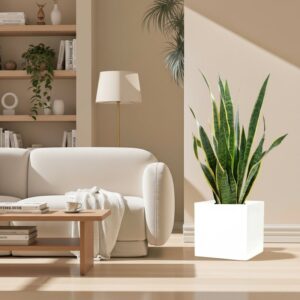 Sansevieria Trifasciata "Snake Plant" in Grp Square Pot 40x40