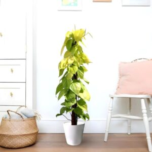 Golden Money Plant | Scindapsus Golden 80-90cm Deluxe Size