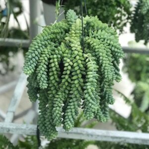 Sedum burrito "Hanging" 25 - 35cm