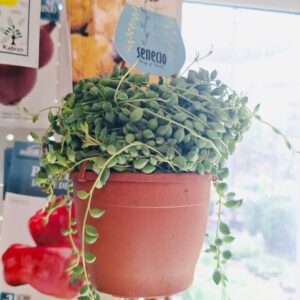 Senecio Rowleyanus "String of Pearls" 15-20cm Spread