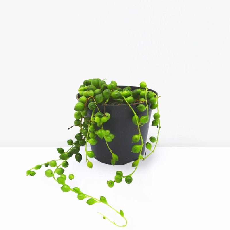 Senecio Rowleyanus "String of Pearls" 15-20cm Spread - Image 3