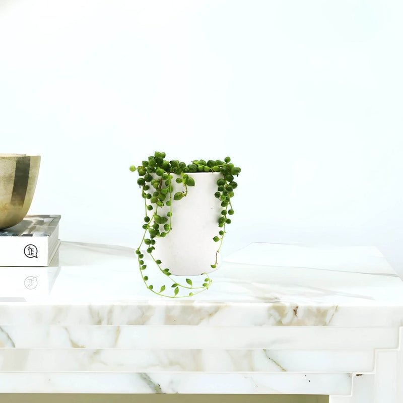 Senecio Rowleyanus "String of Pearls" 15-20cm Spread - Image 2