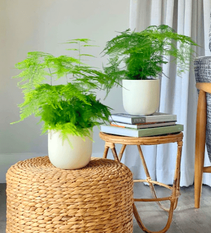 Set of 2 Asparagus Fern