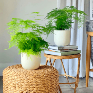Set of 2 Asparagus Fern / Asparagus Fern Potted Pair