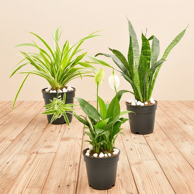 3x Plants Pack - Snake, Peace Lily, Spider (Low Maintenance Plants)