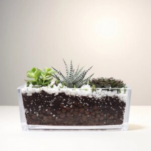 Succulent Jungle Garden / indoor garden texture