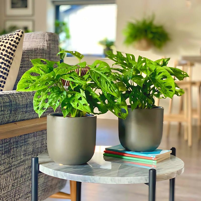 Swiss Cheese Vine Pair / Monstera Adansonii