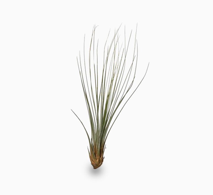 Tillandsia Juncifolia - Air Plant