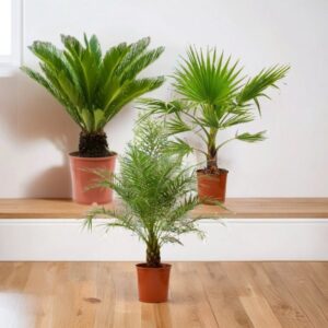 Tropical Palm Trio: 3-Piece Palm Bundle