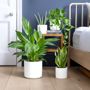 Ultimate Bedroom Air Purifying Collection (Peace Lily 50-60cm, Snake Plant 25-35cm, Variegated Money Plant 10-20cm, Aloe Vera 25-35cm)
