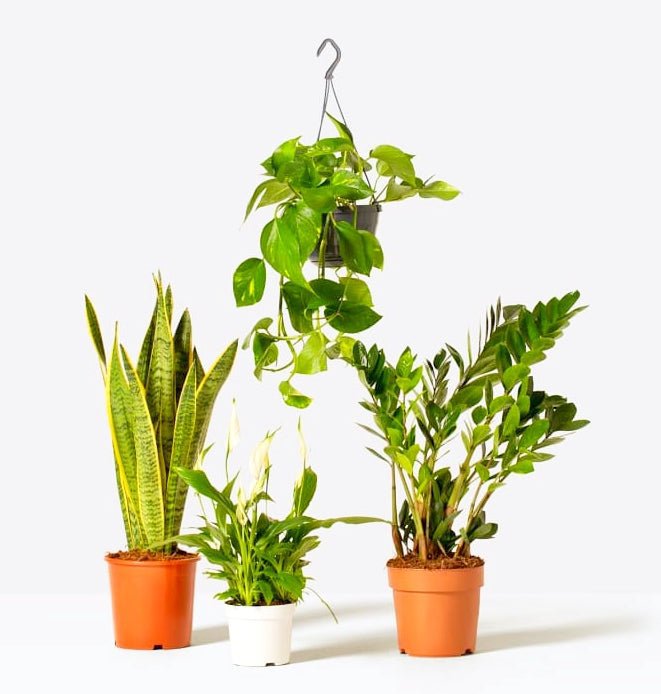Unkillable Plants Set (Sansevieria, Zz Plant, Peace Lily, Hanging Money Plant) - Image 2