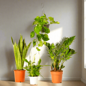 Unkillable Plants Set (Sansevieria, Zz Plant, Peace Lily, Hanging Money Plant)