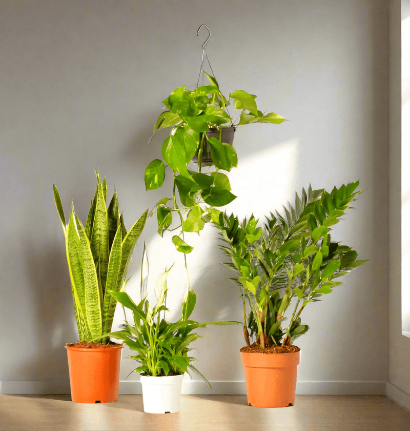 Unkillable Plants Set (Sansevieria, Zz Plant, Peace Lily, Hanging Money Plant)