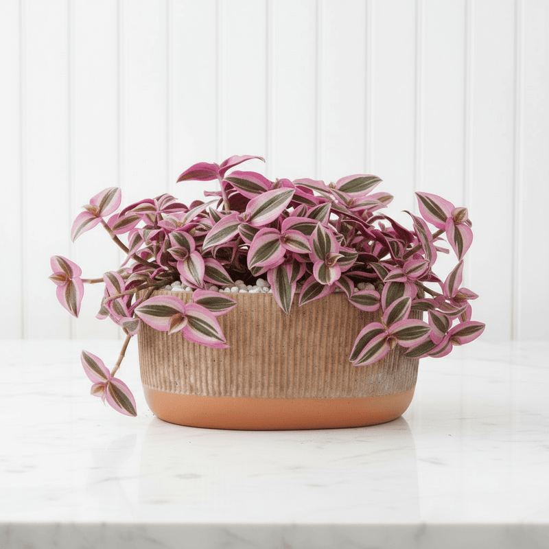 Vibrant Tradescantia 'Nanouk' Houseplant | Wandering Jew / Dude Pink & Green Trailing Vine in Modern Grooved Pot - Image 2