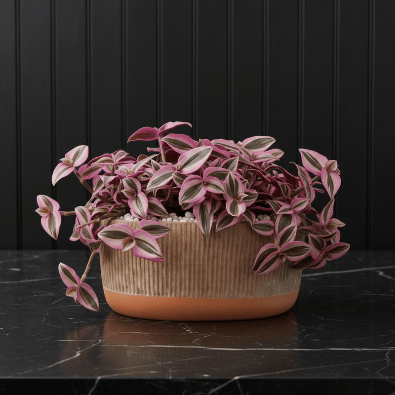 Vibrant Tradescantia 'Nanouk' Houseplant | Wandering Jew / Dude Pink & Green Trailing Vine in Modern Grooved Pot