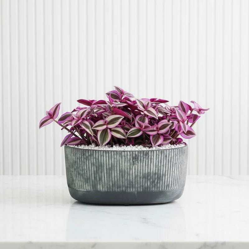 Vibrant Tradescantia 'Nanouk' Houseplant | Wandering Jew / Dude Pink & Green Trailing Vine in Modern Grooved Pot - Image 3