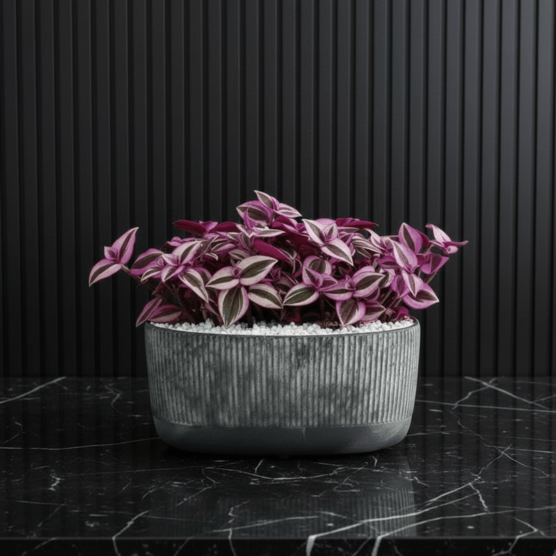 Vibrant Tradescantia 'Nanouk' Houseplant | Wandering Jew / Dude Pink & Green Trailing Vine in Modern Grooved Pot - Image 5