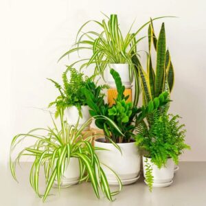 Indoor Plant Bundle (2xSpider Plant, 2xBoston Fer, 1x ZZ plant, 1x Snake Plant) in Ceramics Pot