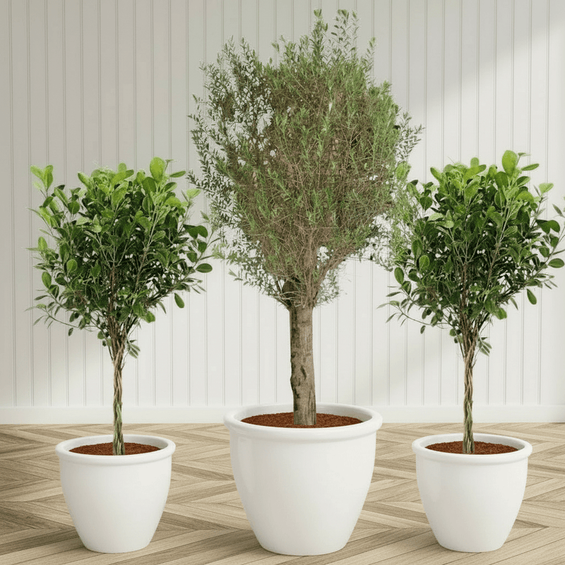 XL Olive Tree with Twin Braided Bonsais Bundle (Big Olive in Rolled Rim Pot 58x43(Ficus Diversifolia Twisted Trunk in ceramic pot) - Image 2