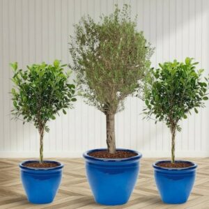 XL Olive Tree with Twin Braided Bonsais Bundle (Big Olive in Rolled Rim Pot 58x43(Ficus Diversifolia Twisted Trunk in ceramic pot)