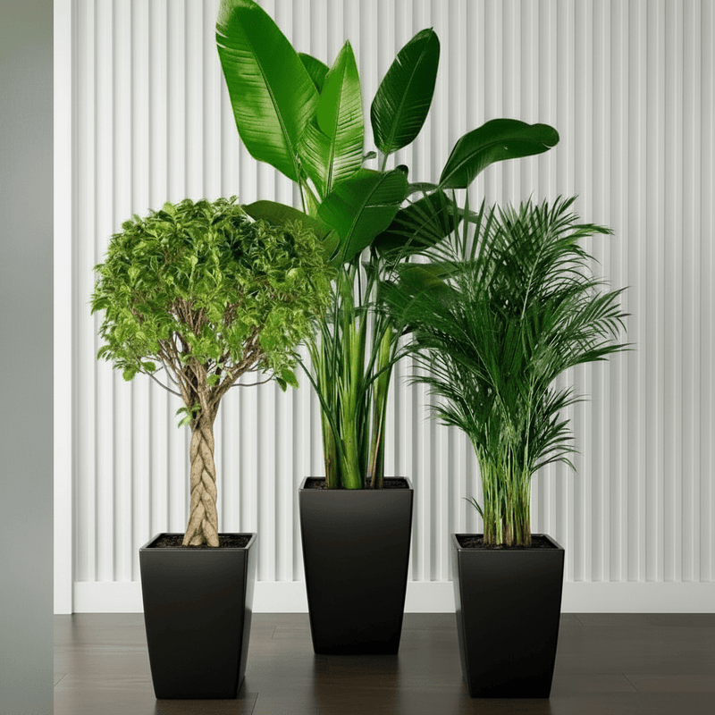 XL Plants Bundle / Bird of Paradise & Areca 130-150cm in Cubbies square 80Htx40Tpx30Bt, | Home Decor