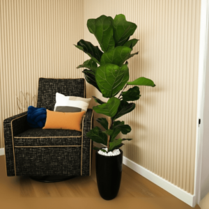 Ficus Lyrata 1.0-1.3m "Fiddle Leaf Fig" in Black Ceramic Pot long