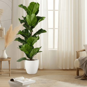 Ficus Lyrata or Fiddle Leaf Fig | Dubai's iconic Plant!