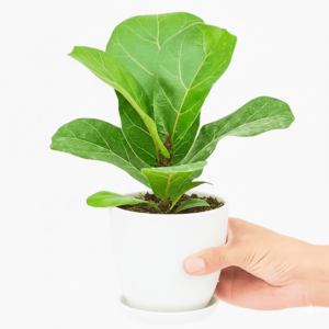 Fiddle Leaf (Mini) | Dubai's Top indoor Plants!
