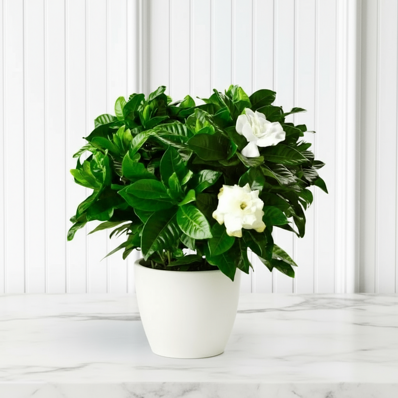 Gardenia Jasminoides or Cape Jasmine (Indoor) كيب ياسمين - Image 4