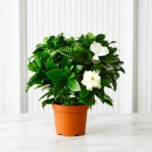 Gardenia Jasminoides or Cape Jasmine (Indoor) كيب ياسمين