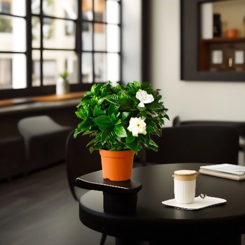 Gardenia Jasminoides or Cape Jasmine (Indoor) كيب ياسمين - Image 2