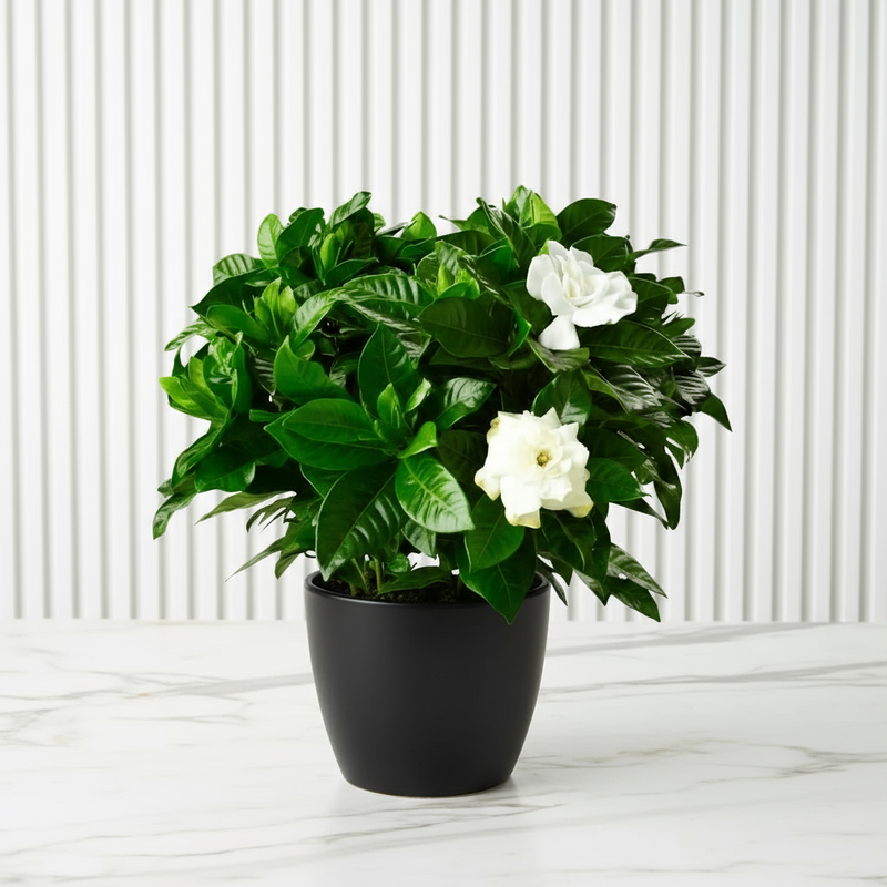 Gardenia Jasminoides or Cape Jasmine (Indoor) كيب ياسمين - Image 5