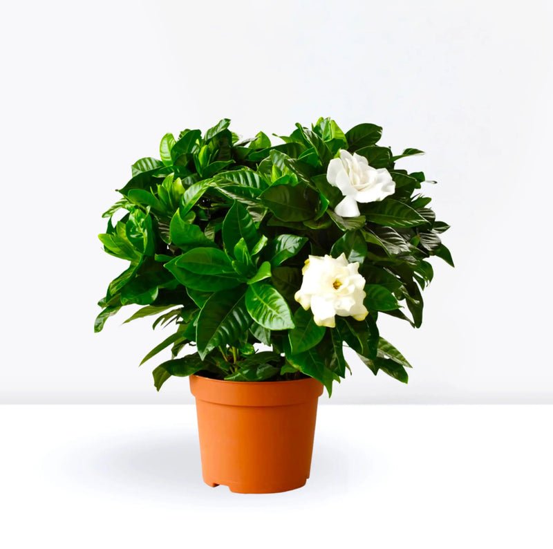 Gardenia Jasminoides or Cape Jasmine (Indoor) كيب ياسمين - Image 3